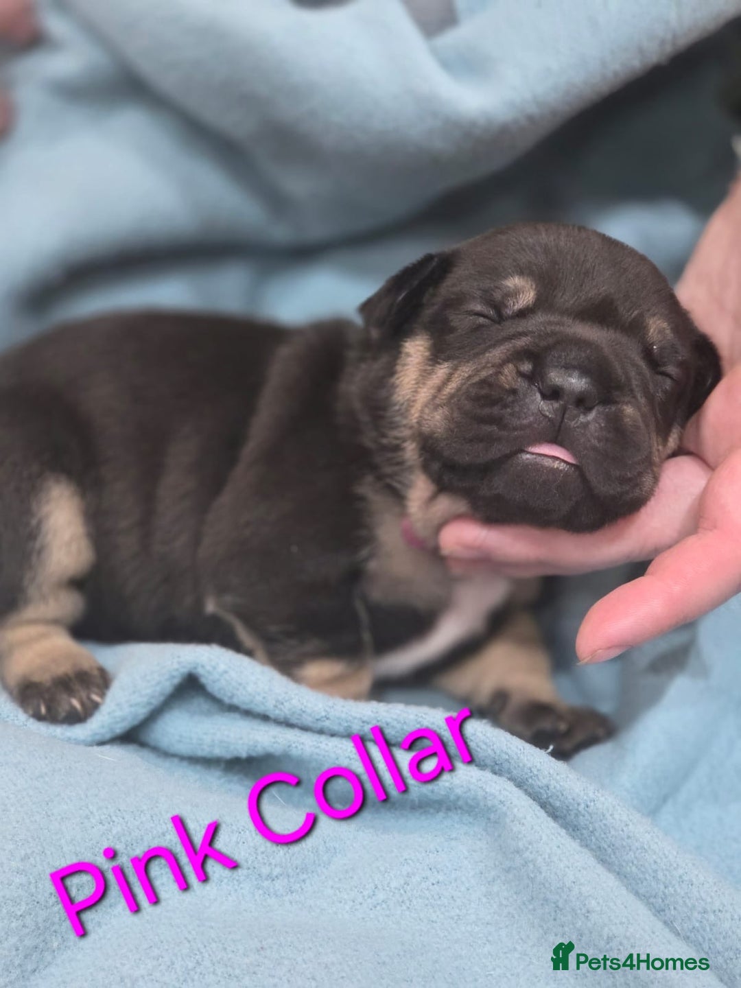 Mixed Breed dogs for sale: American french bully  - Image 1