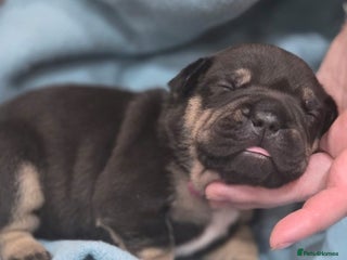 Mixed Breed dogs - Advert 28