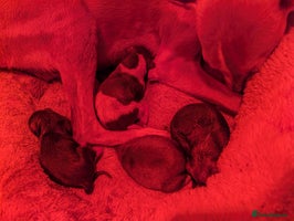 Whippet dogs Stunning kc reg whippets - Advert 3