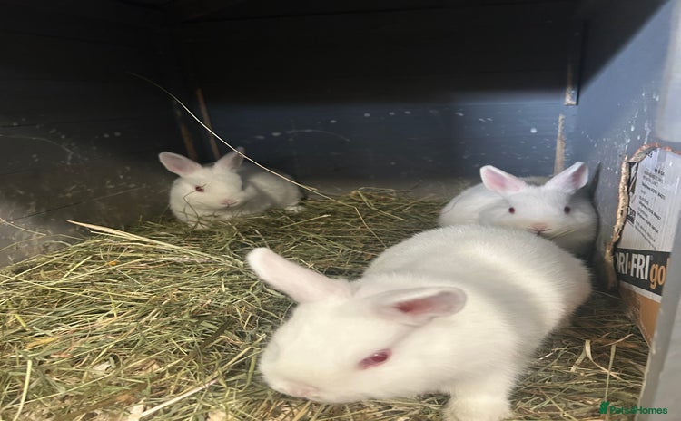 Netherland Dwarf rabbits - Advert 1