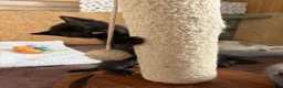 British Shorthair cats for sale: British shorthair cross kittens - Advert 8