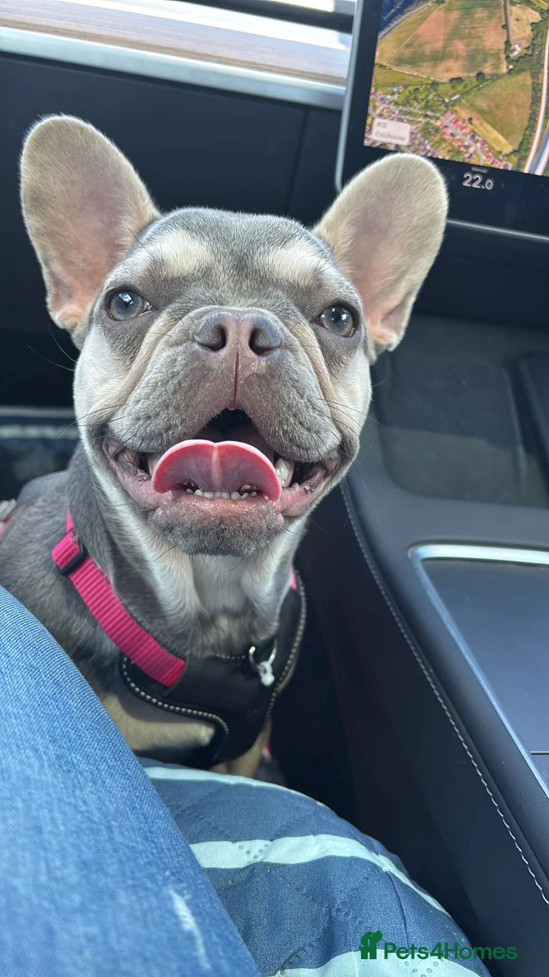 French Bulldog dogs for sale: French bulldog  in Stowmarket - Advert 7