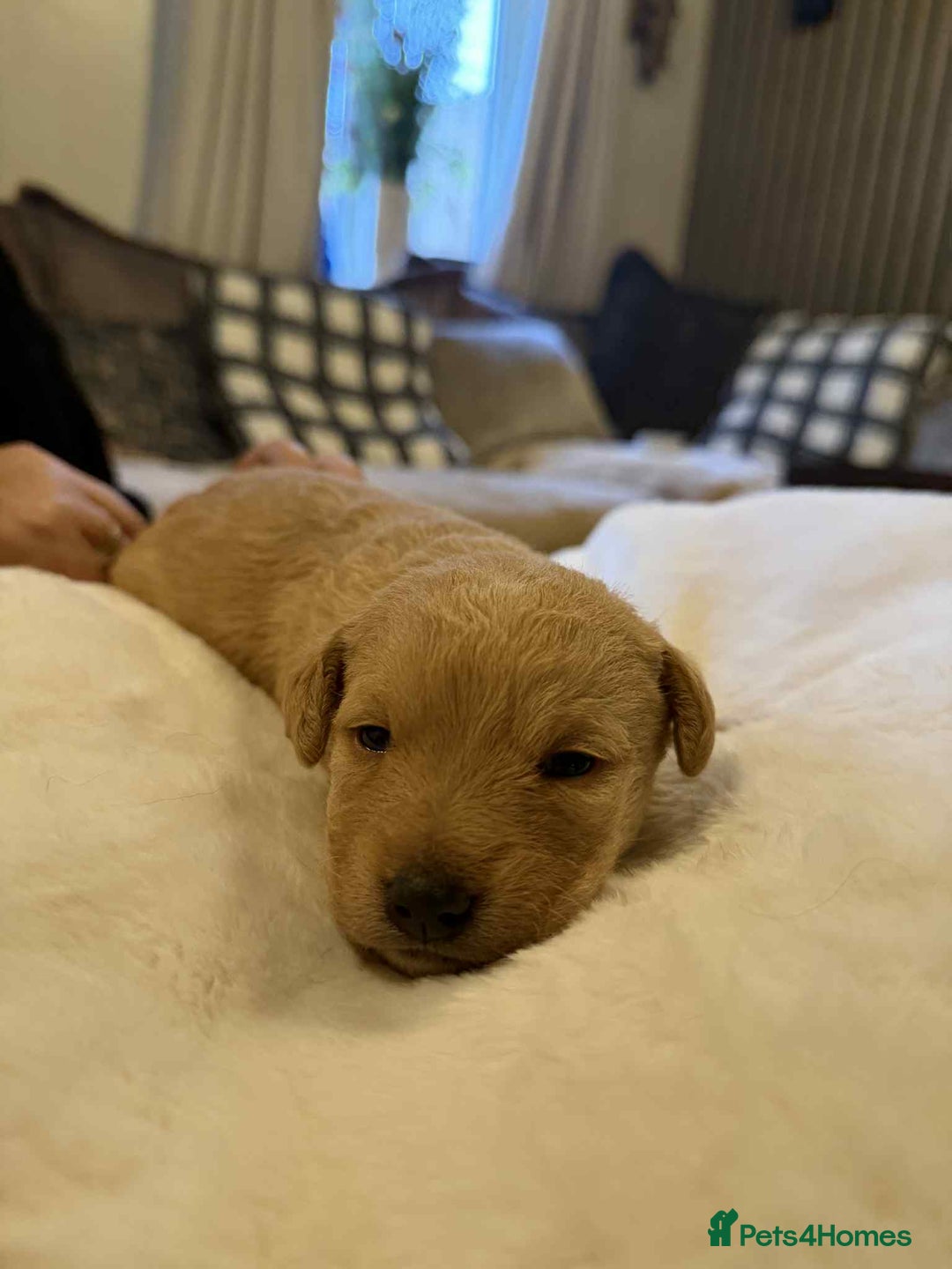 Mixed Breed dogs for sale: mother f1 cockapoo father jackapoo - Advert 3