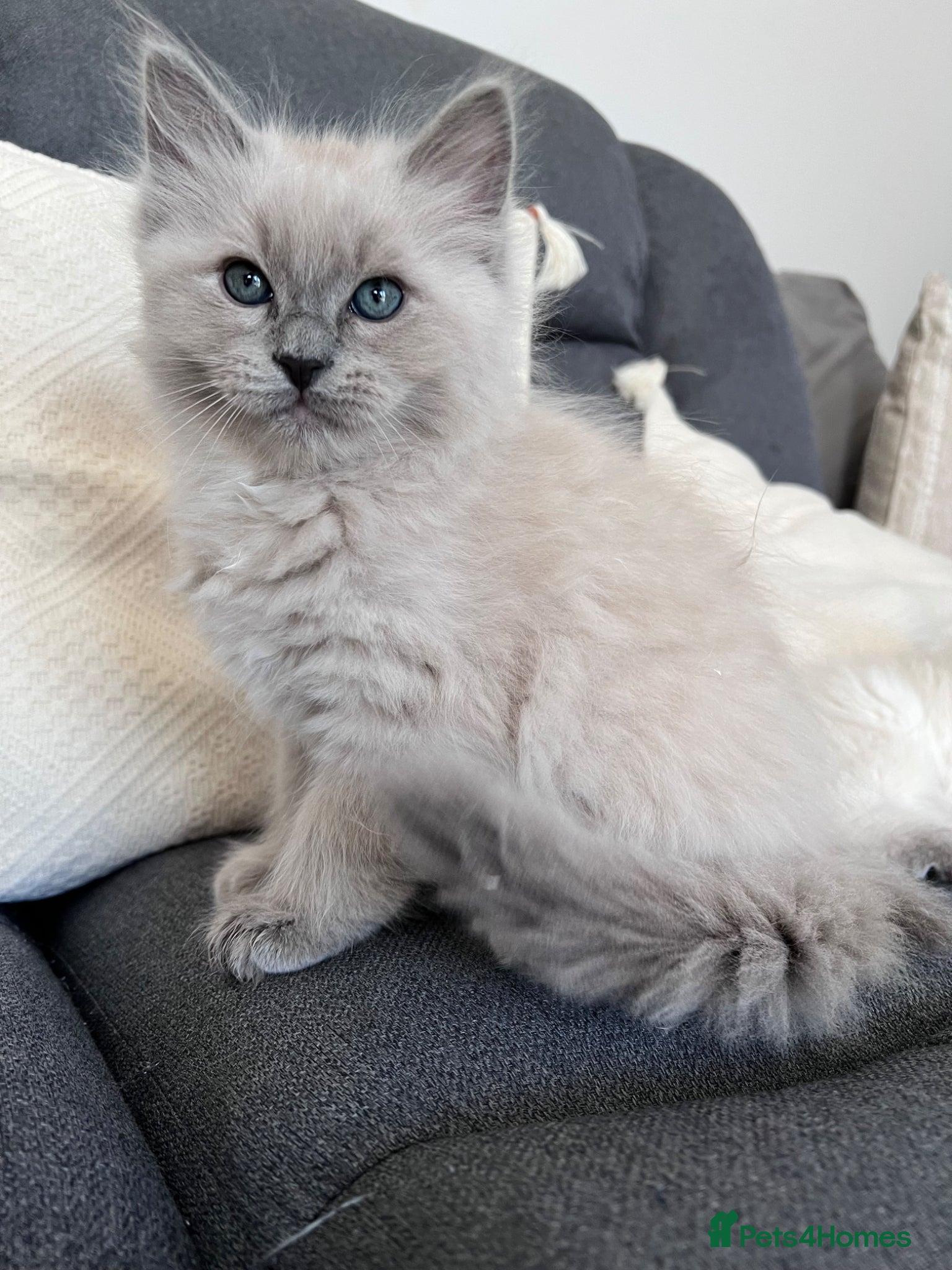 Ragdoll cats Green-eyed Blue Mink Cherubim Ragdoll Kitten BOY  - Advert 7