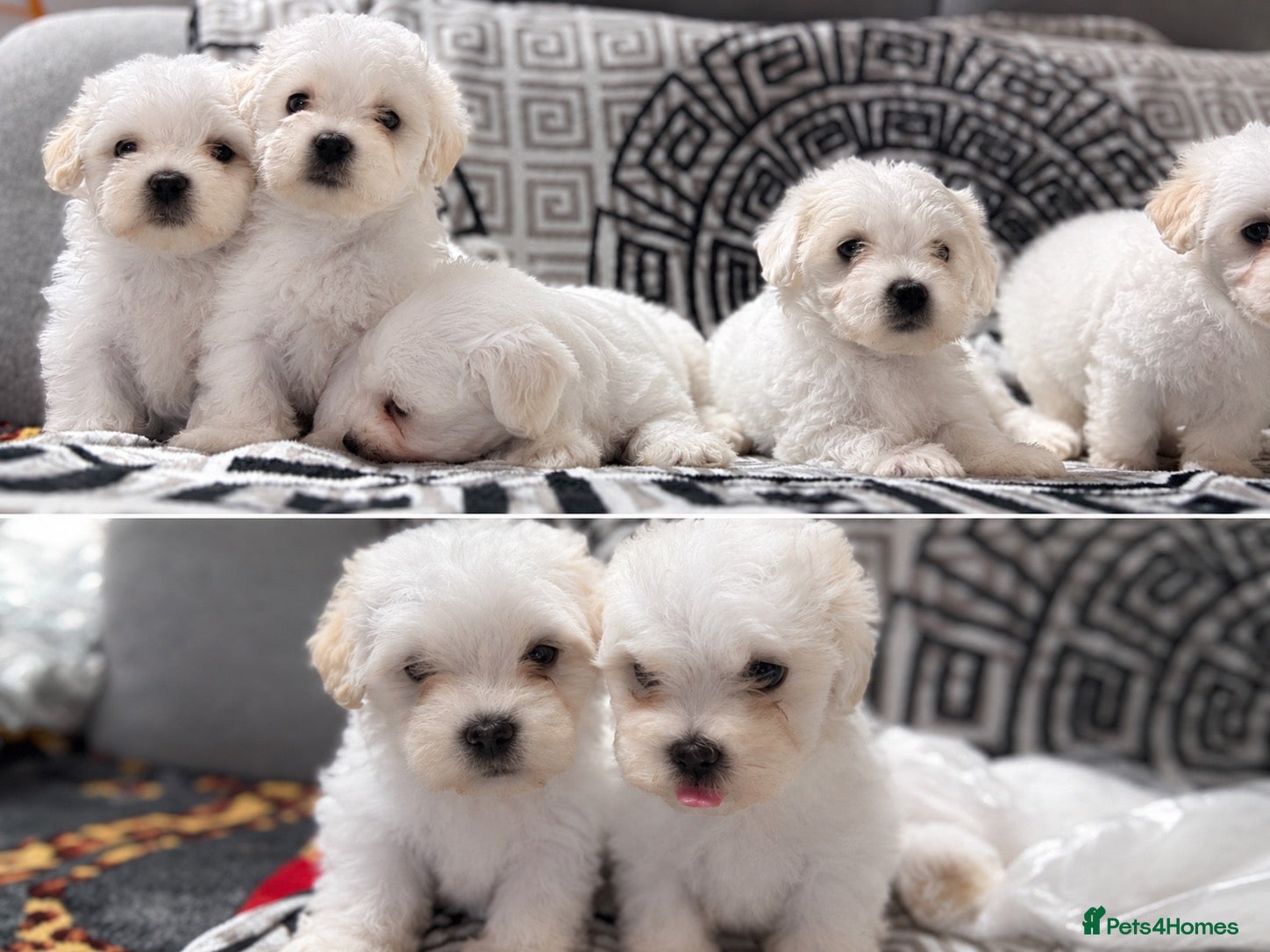 Maltese dogs 🐶 5 Beautiful Maltese🤍 - Advert 18