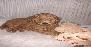 Toy Poodle dogs - Advert 2