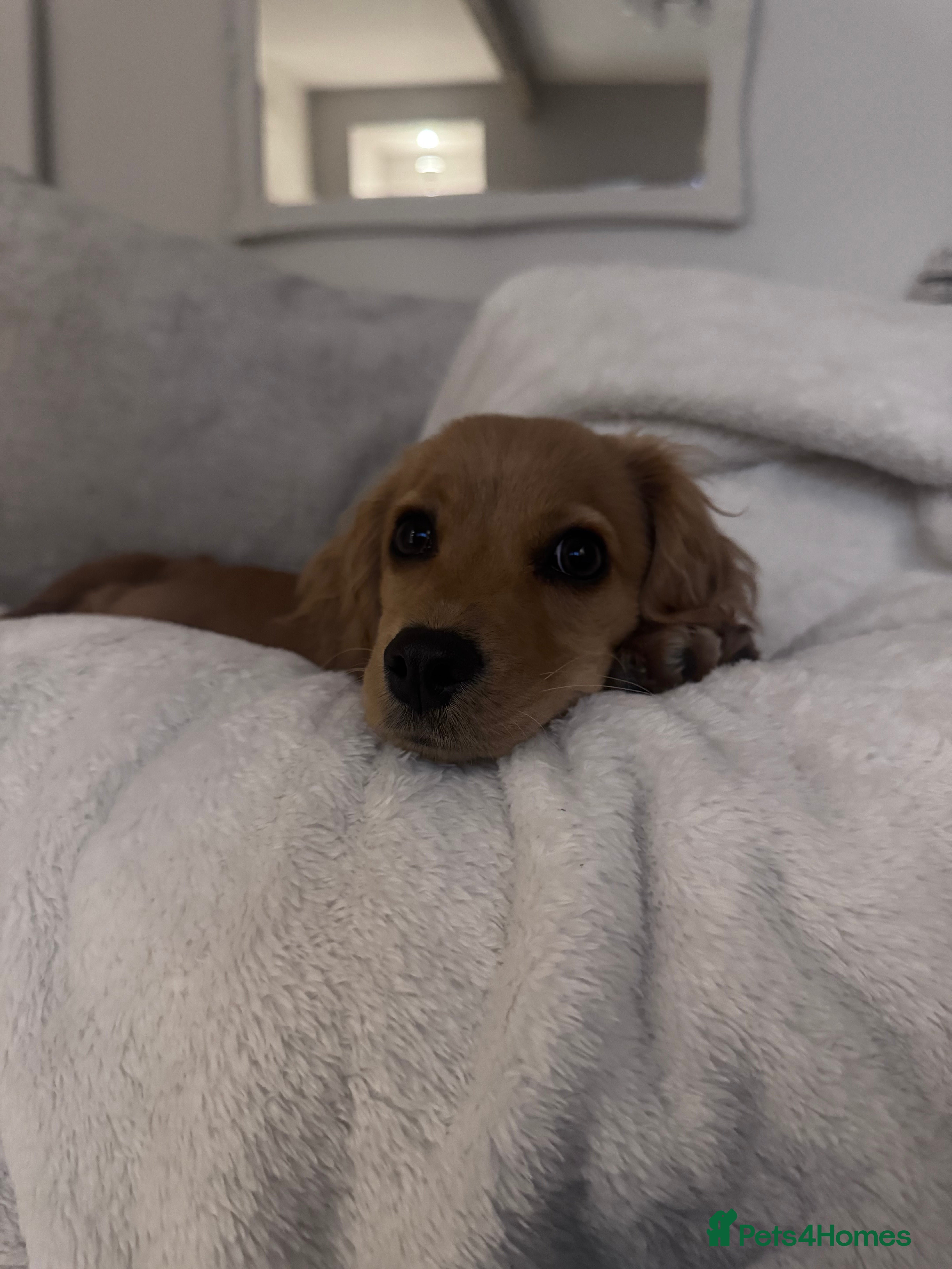 Cockapoo dogs Cockapoo Puppy Girl - Advert 1