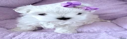 Maltese dogs for sale: ❤️Gorgeous Korean baby girl ❤️ - Advert 9