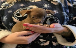 Chihuahua dogs for sale: Stunning Chocolate Chihuahua Puppies 🐶 - Image 8
