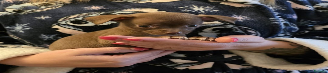Chihuahua Puppy 4