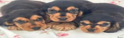Cocker Spaniel dogs for sale: Cocker spaniel puppy  in Glasgow - Advert 5