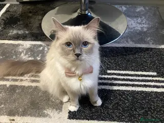 Mixed Breed cats Beautiful Ragdoll and tuxedo mix in Birmingham - Advert 8