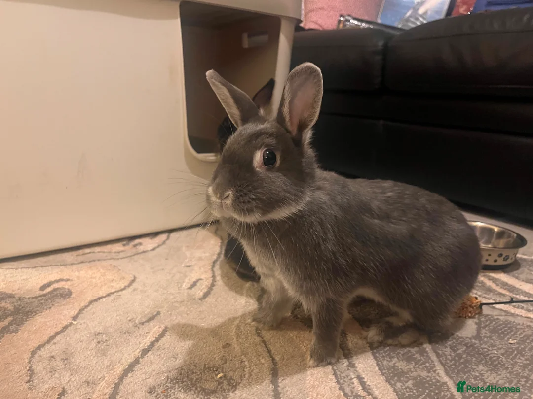 Netherland Dwarf rabbits for sale: Netherlands looking for 5⭐️ 🏡  - Advert 2