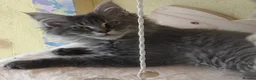 Maine Coon cats for sale: Beautiful 6 Month Old Maine Coon Kitten in Ardrossan - Advert 7