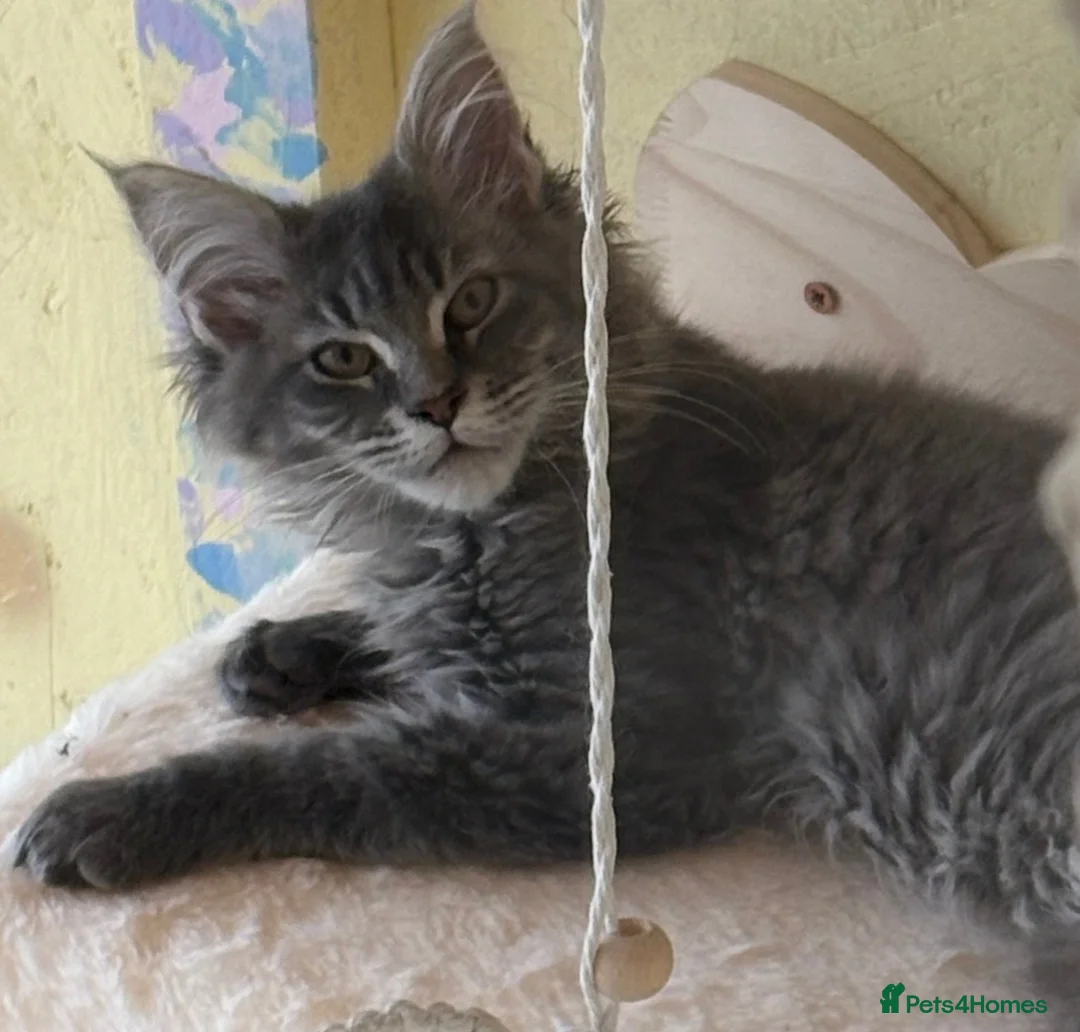 Maine Coon cats for sale: Beautiful 6 Month Old Maine Coon Kitten in Ardrossan - Advert 7