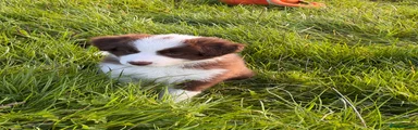 Green- Border Collie 4