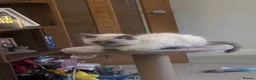 Ragdoll cats for sale: One Stunning blue point ragdoll male  - Advert 3
