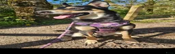 Mixed Breed dogs for sale: Husky x Bedlingto. Whippet - Advert 4