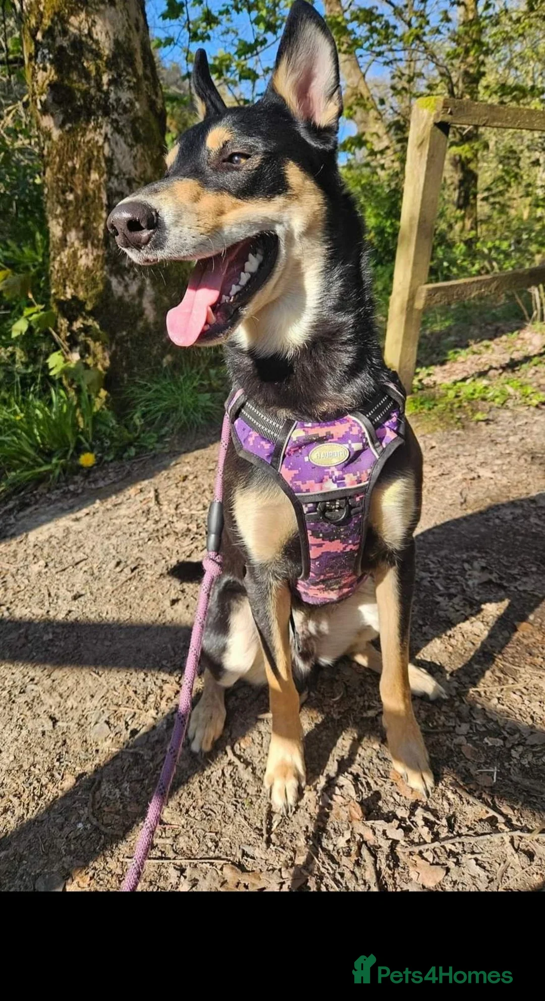 Mixed Breed dogs for sale: Husky x Bedlingto. Whippet - Advert 4