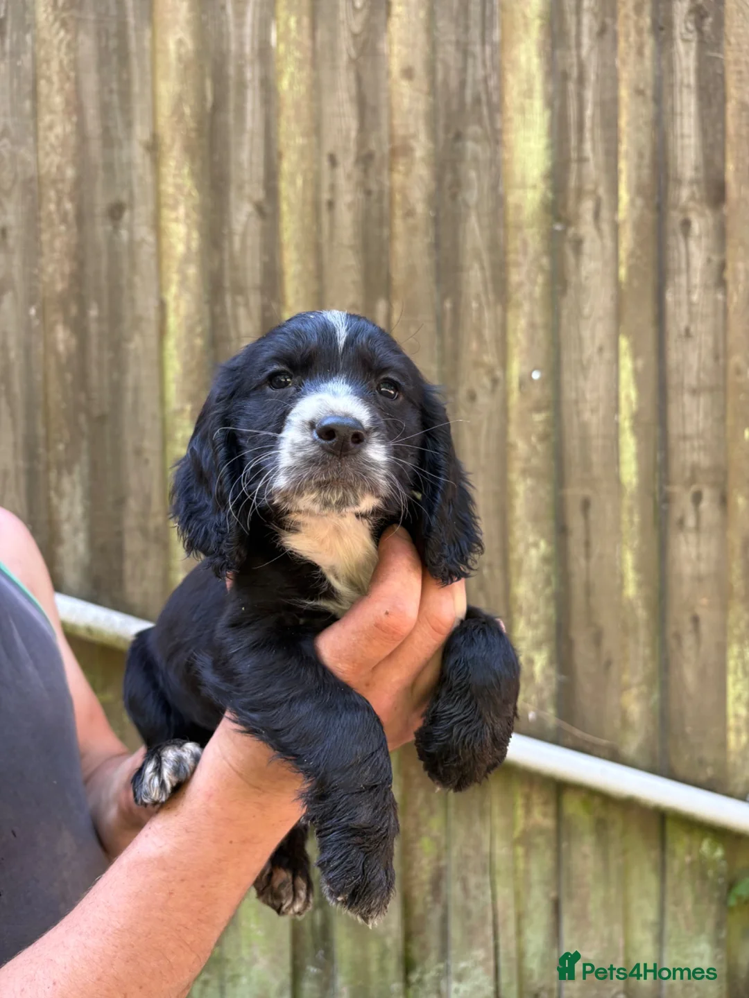 Cocker Spaniel dogs for sale: Cocker spaniel puppies  - Advert 2