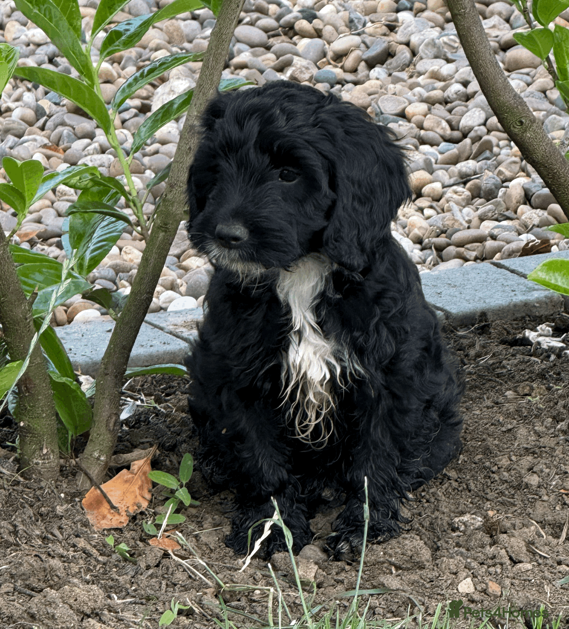 Cockapoo dogs for sale: Cookerpoo puppies - Advert 1