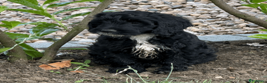 Cockapoo 4