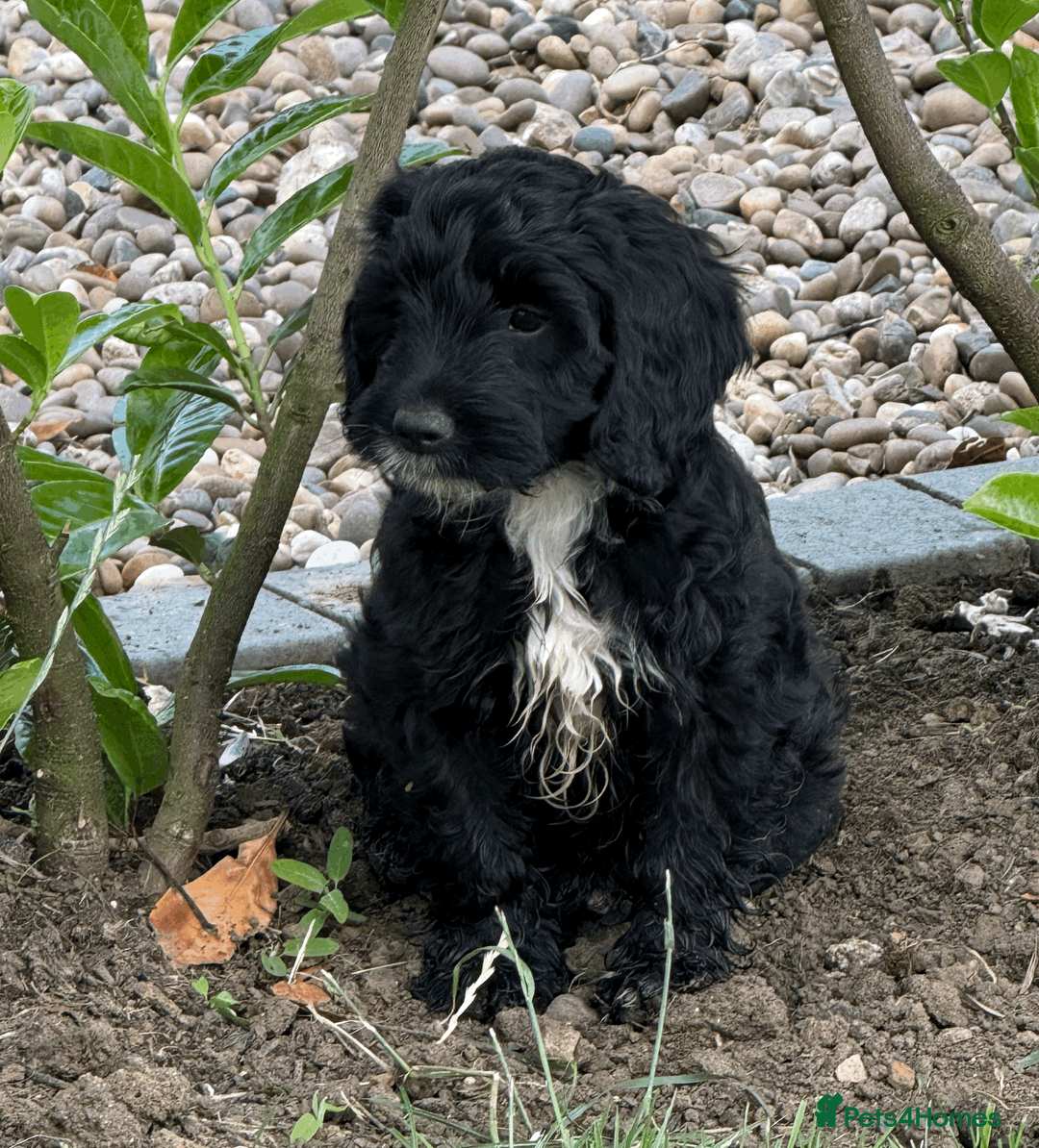 Cockapoo dogs for sale: Cookerpoo puppies - Advert 1