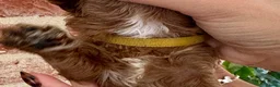 Cavapoo dogs for sale: F1b Cavapoos 🐾 - Advert 15