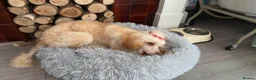 Miniature Poodle dogs for sale: Miniature Poodle looking for a home full of love in Buckhurst Hill - Advert 9