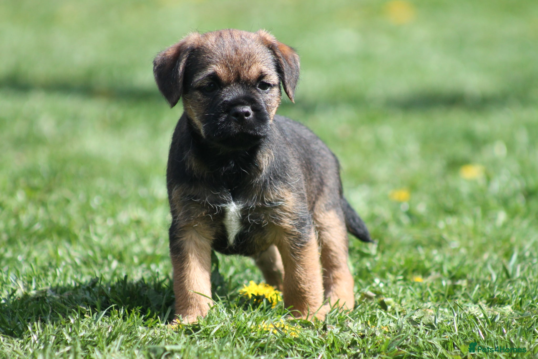 Border Terrier dogs Border Terrier Puppy Dog (Ready to go) - Advert 1