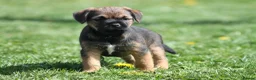 Border Terrier dogs for sale: Border Terrier Puppy Dog (Ready to go) - Advert 1