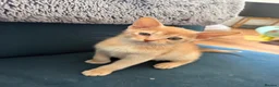 Abyssinian cats for sale: Gorgeous Abyssinian kittens - Advert 4