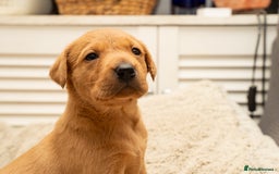 Labrador Retriever dogs for sale: Stunning Fox Red Labrador Puppies For Sale - Image 9