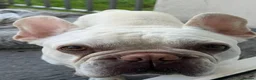 French Bulldog dogs for sale: French bull dog  - Advert 1