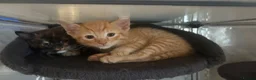 Mixed Breed cats for sale: 1 male 1 female available  - Advert 13