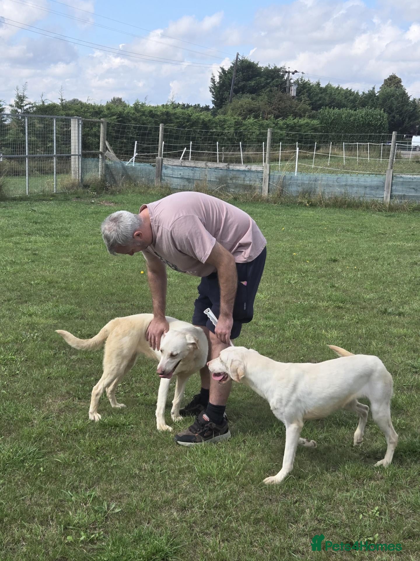 Labrador Retriever dogs 2 x 18 months old golden labrador bitch dogs - Advert 6