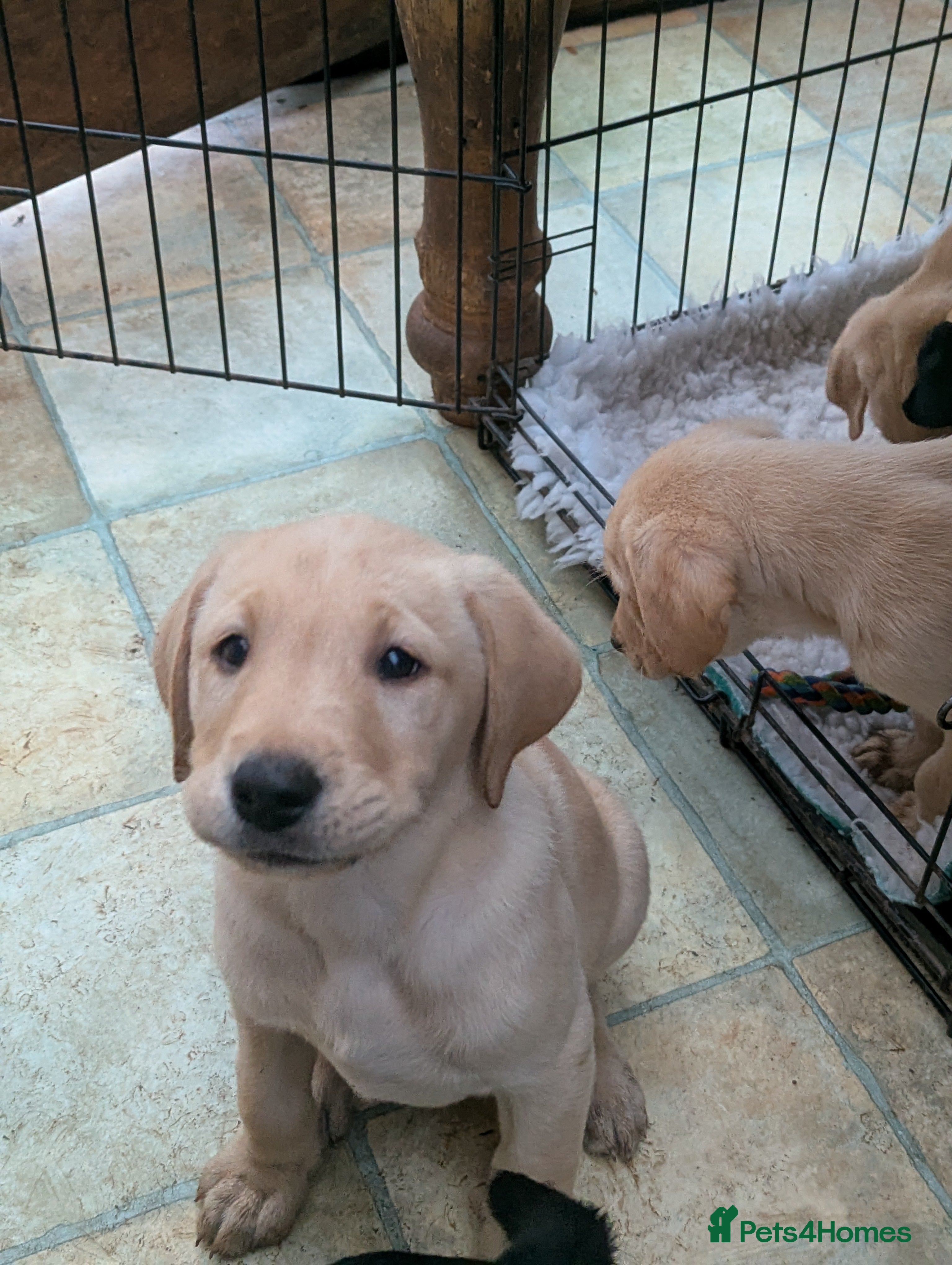 Labrador Retriever dogs 7 K C registered Chunky Labs 3 Boys left.READY NOW - Advert 2
