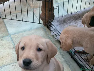 Labrador Retriever dogs 7 K C registered Chunky Labs 3 Boys left.READY NOW - Advert 2
