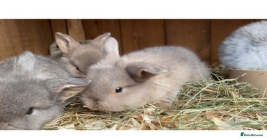 Mini Lop rabbits - Advert 10