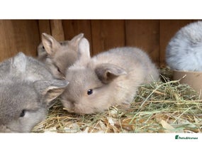Mini Lop rabbits - Advert 2