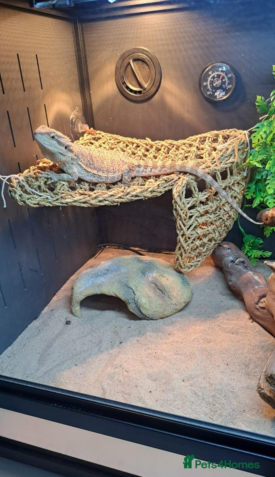 Dragon reptiles for sale: Bearded dragon and complete vivarium PVC - Image 7