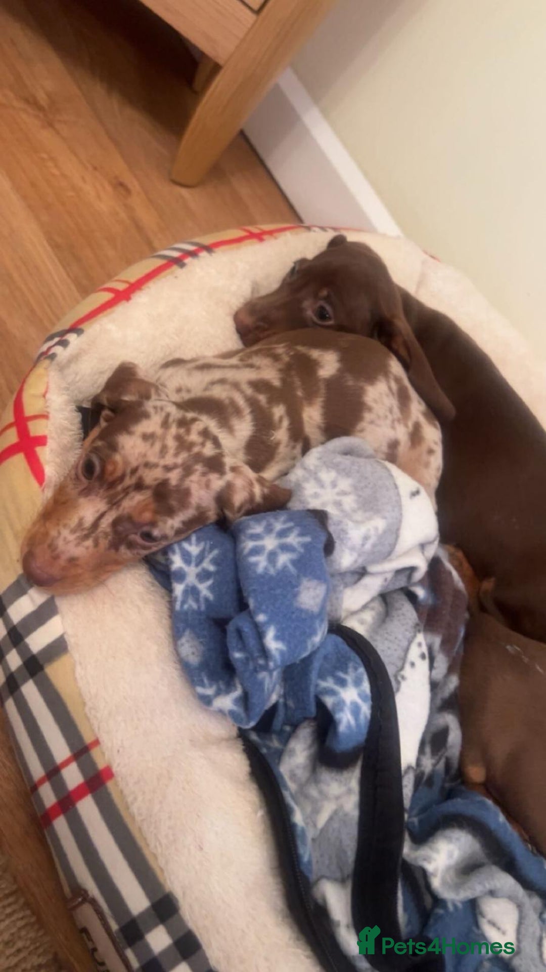 Dachshund dogs for sale: Dachshund for sale  - Advert 7