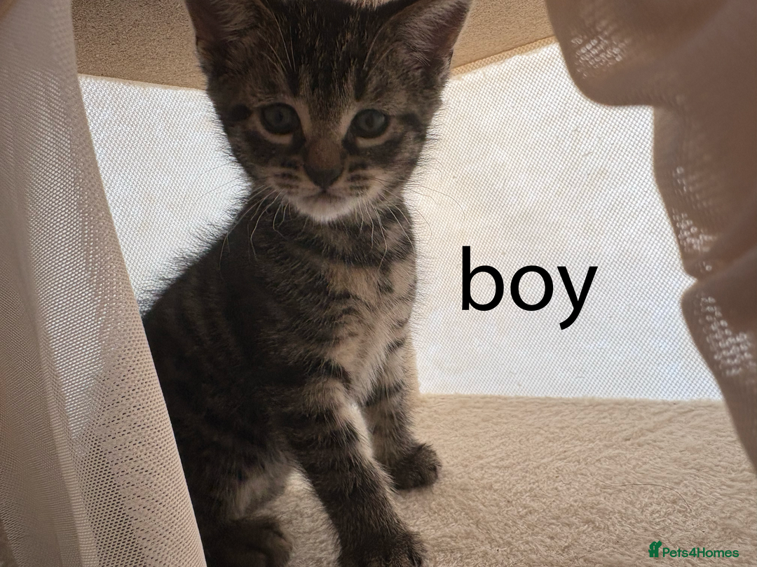 British Shorthair cats for sale: Cute half- short hair kittens for loving home❤️ - Image 3