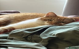 British Shorthair cats for sale: Ginger Boy Needs A New Home - Image 4