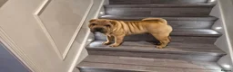 Shar Pei dogs for sale: Male shar pei for sale in Gateshead - Advert 14