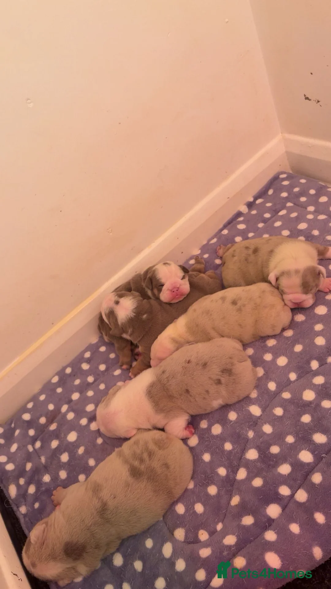 English Bulldog dogs for sale: The most beautiful bulldogs in manny - Advert 9