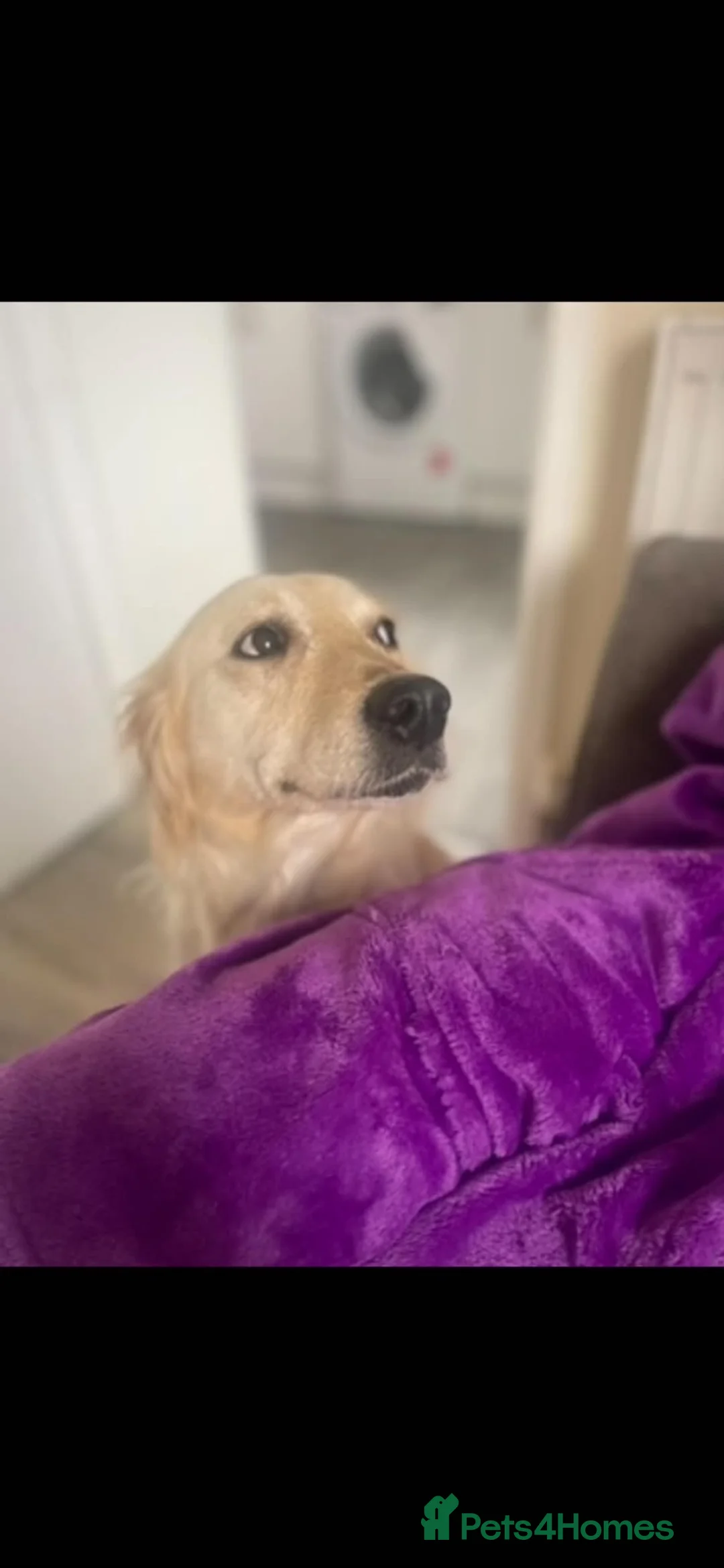Mixed Breed dogs for sale: Coltreivers 🐶 - Advert 1