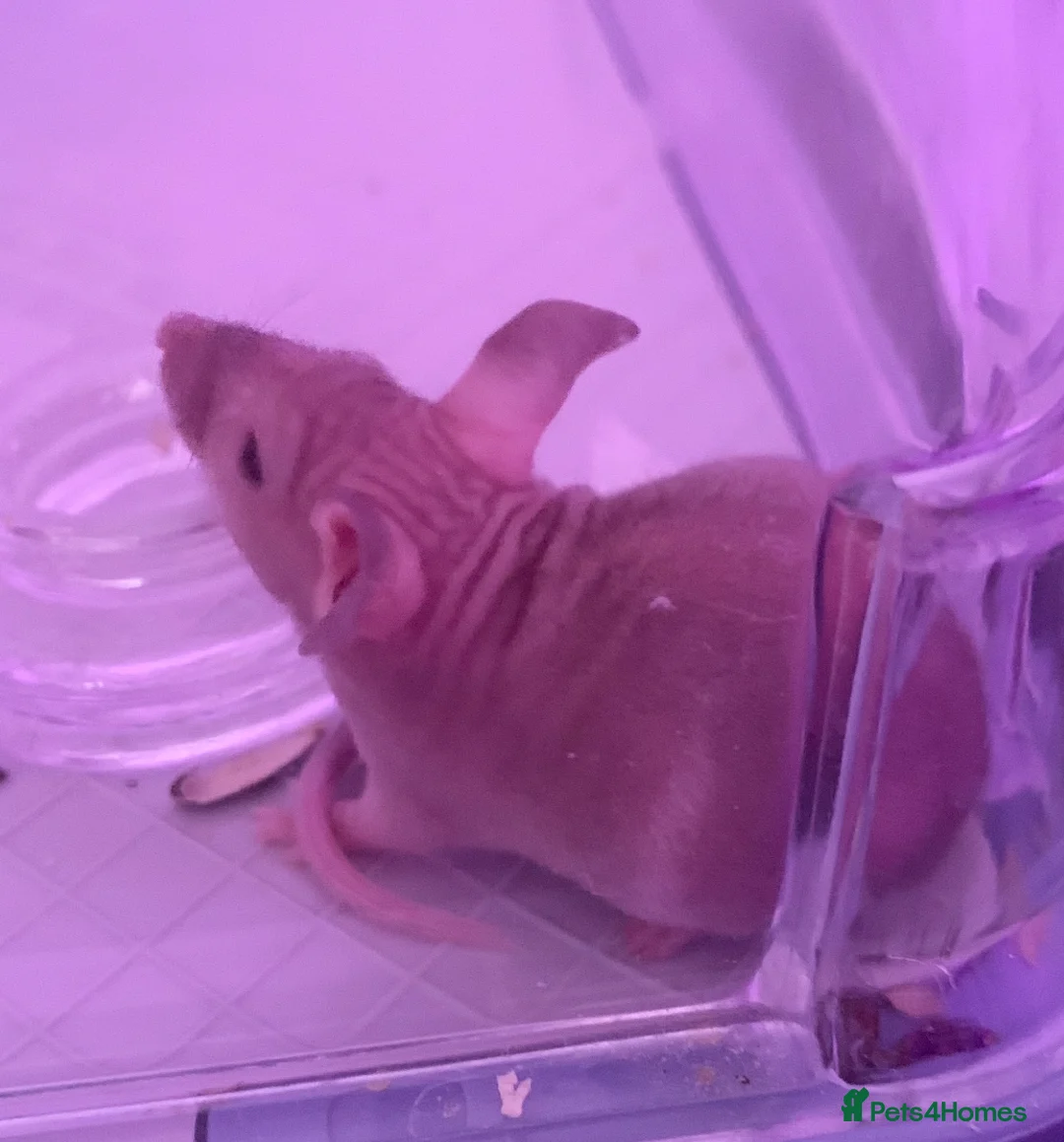 Mouse rodents for sale: Hairless mice for sale  - Advert 2