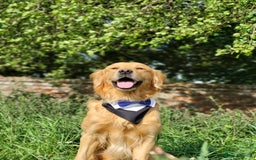 Golden Retriever dogs for sale: 🐾Gorgeous Puppies-Family Raised with Love&Care🐾 - Image 24
