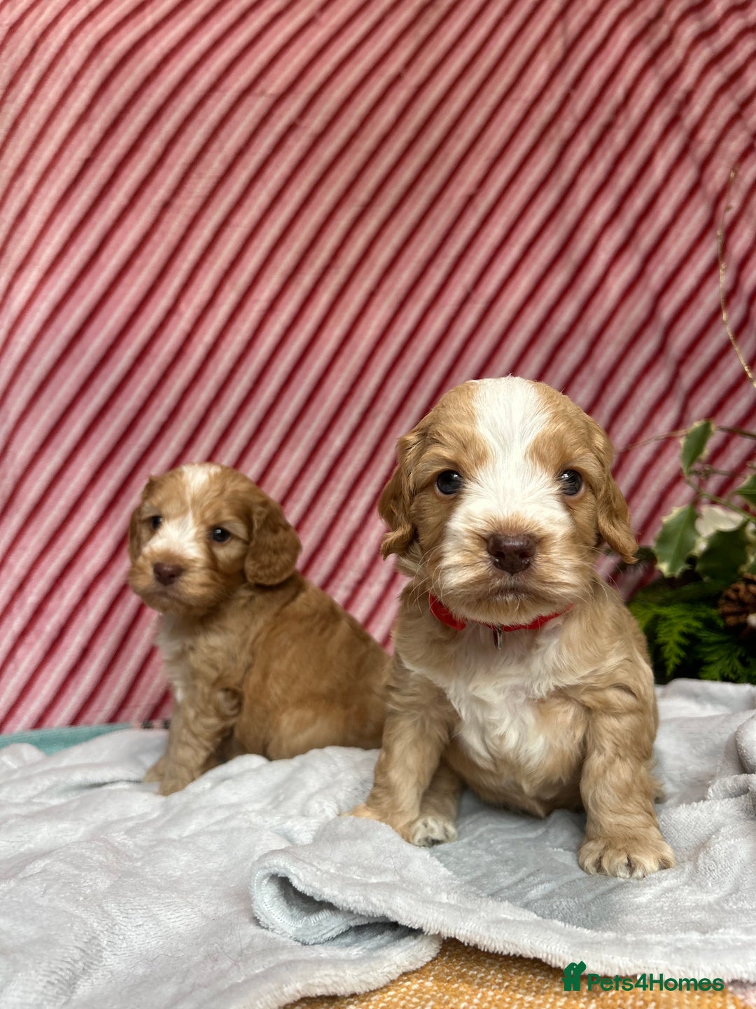 Cockapoo dogs for sale: Cute F1 cockapoo puppies  - Advert 16